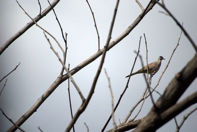 Low angle view of bird perching on tree against sky