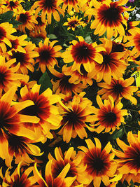 Full frame shot of yellow flowering plants