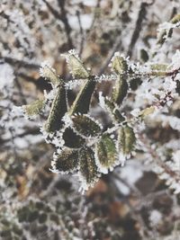 Close-up of frozen plant