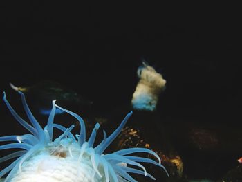 Close-up of coral underwater