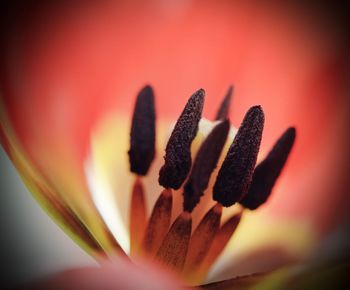 Close-up of orange flower