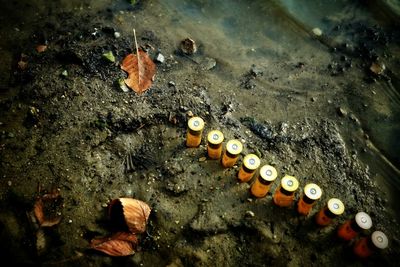 High angle view of shotgun shells at beach