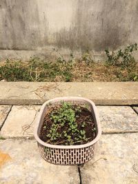 High angle view of plants