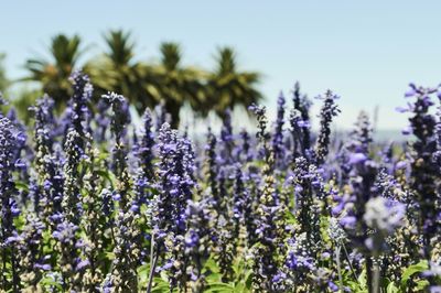 Close-up of purple flowers blooming in field