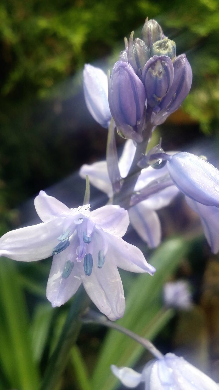 flower, freshness, petal, fragility, flower head, drop, growth, close-up, beauty in nature, water, focus on foreground, wet, blooming, nature, plant, in bloom, purple, dew, raindrop, pollen