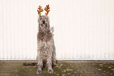 Portrait of dog standing against wall