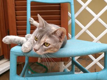 Portrait of cat relaxing on chair