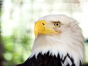 Close-up of eagle against blurred background