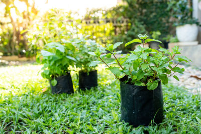 Close-up of potted plant