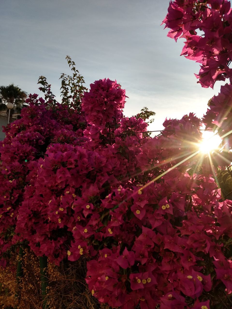 plant, beauty in nature, sky, sunlight, sun, growth, tree, flower, nature, flowering plant, pink color, sunbeam, lens flare, no people, freshness, fragility, day, tranquility, vulnerability, outdoors, springtime, flower head, bright, streaming, solar flare, cherry blossom