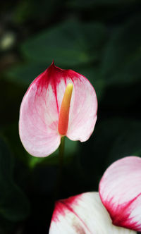 Close-up of pink lotus water lily