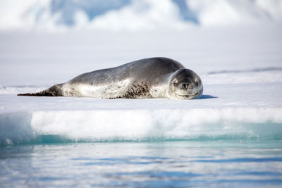 Seal on snow covered shore