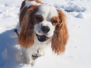 Portrait of dog on snow field