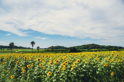 Scenic view of sunflower field against cloudy sky