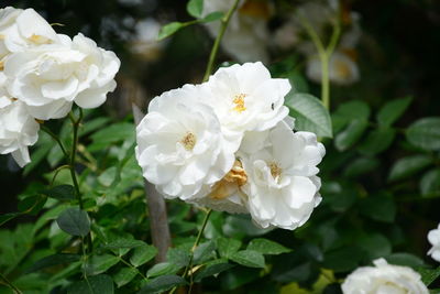 Close-up of white roses