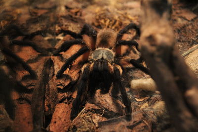 Close-up of insect on tree trunk