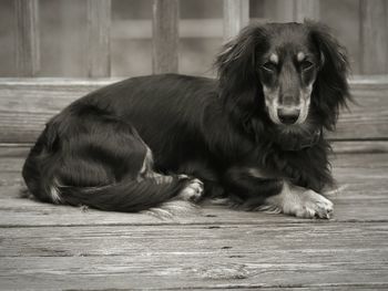 Portrait of dog sitting on floor