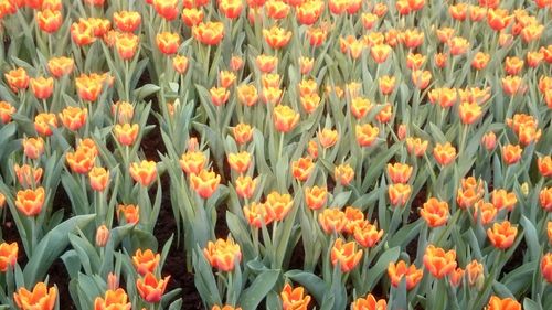 Full frame shot of orange tulips on field