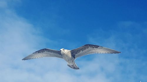 Low angle view of bird flying against sky