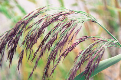 Close-up of fresh green grass against sky