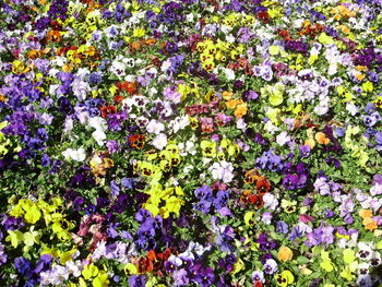 Close-up of purple flowers blooming outdoors