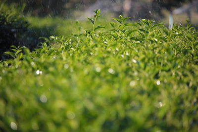 Close-up of wet leaves on field during rainy season