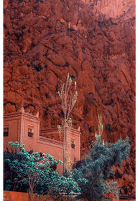 View of tree with buildings in background