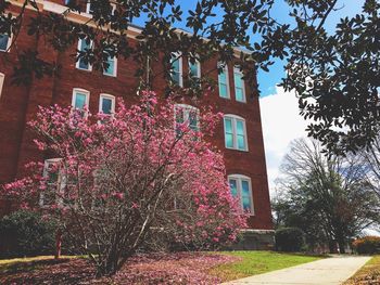 Low angle view of flowering tree by building against sky