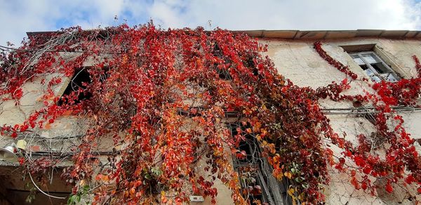Low angle view of red ivy against building