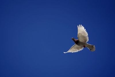 Low angle view of dove flying in sky