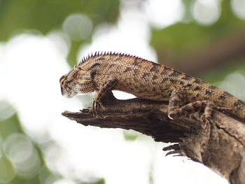 Close-up of a lizard