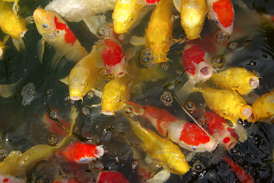 High angle view of koi carps swimming in pond