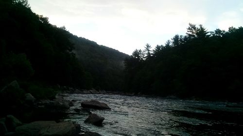 River flowing through forest