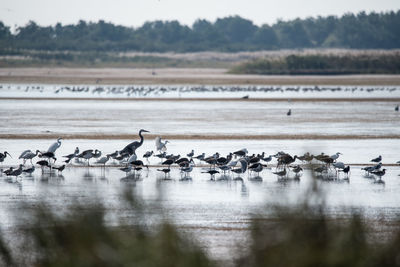 Birds in lake