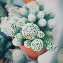 Close-up of succulent plant