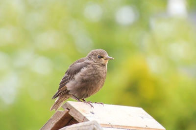 Close-up of bird perching on wood