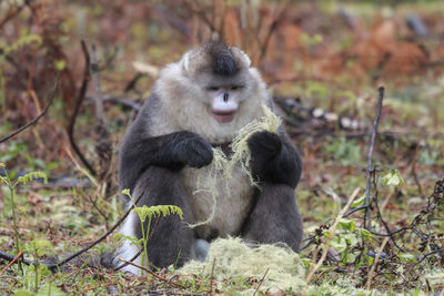 Monkey sitting outdoors