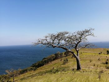 Tree on field by sea against clear sky