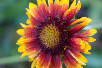 Close-up of yellow flower