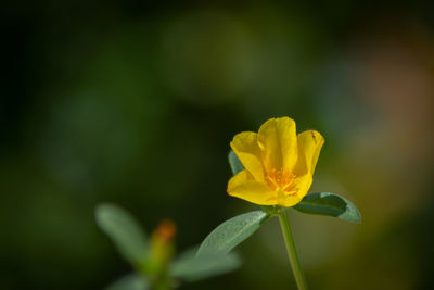 Close-up of yellow flowering plant