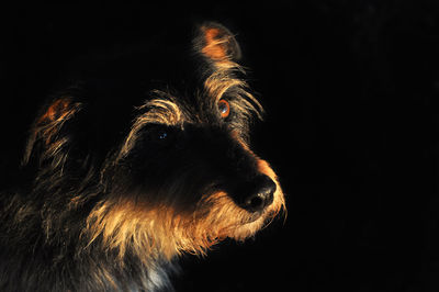 Close-up portrait of black dog