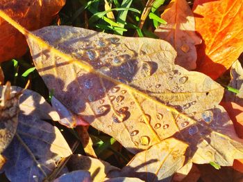 Close-up of leaves