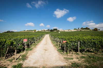 Vines in the city of saint-Émilion. a path leads troug the ripe vines. 