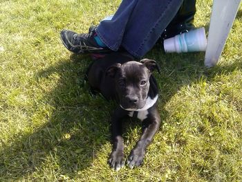 Portrait of dog on grassy field