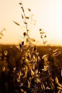 Close-up of wilted plant on field against sky during sunset
