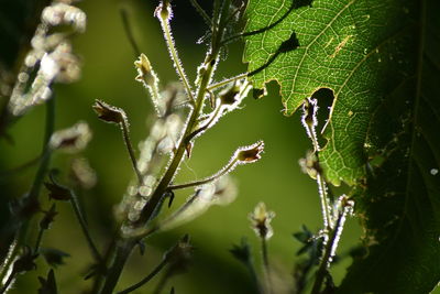 Close-up of green plant