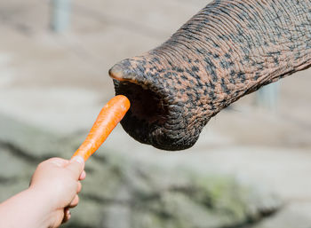 Close-up of hand feeding carrot to elephant
