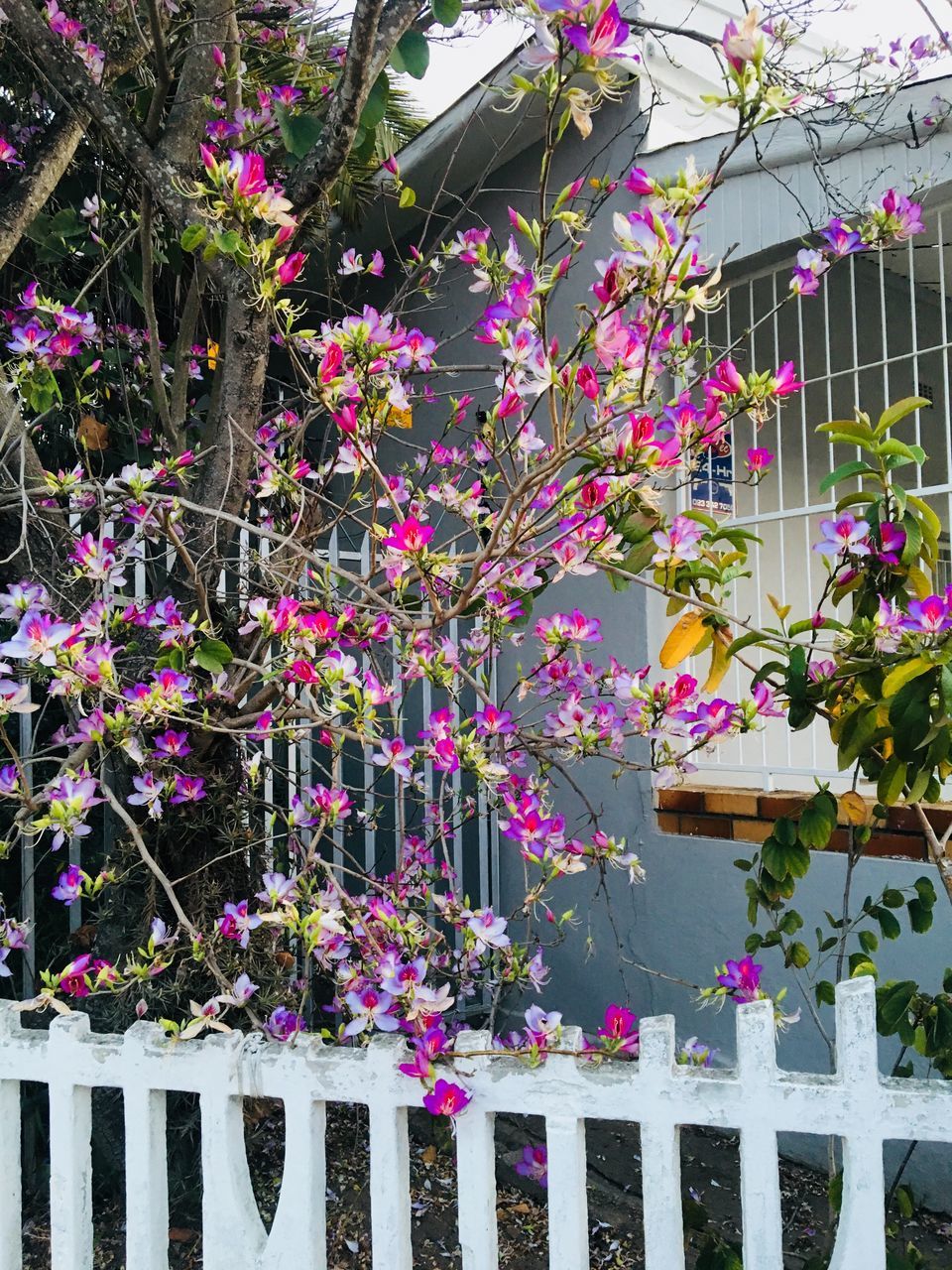 flower, growth, fragility, beauty in nature, plant, nature, outdoors, freshness, no people, day, pink color, branch, hanging, blooming, springtime, building exterior, architecture, tree, flower head, close-up