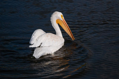 Swan swimming in lake