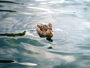 High angle view of duck swimming in lake